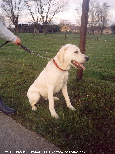 Photo de Labrador retriever