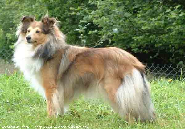 Photo de Chien de berger des shetland