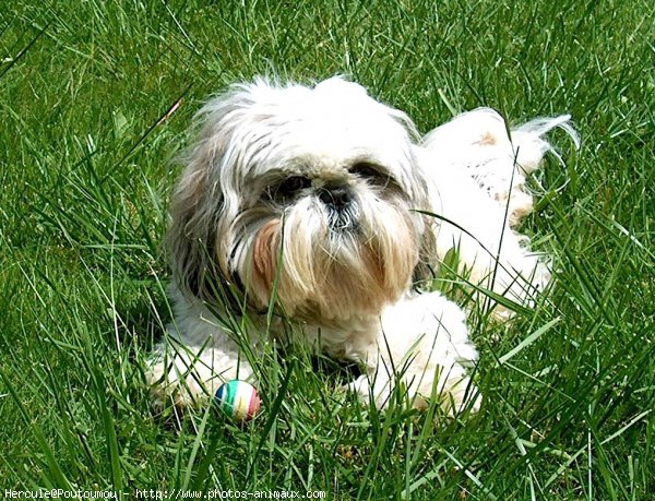 Photo de Shih tzu