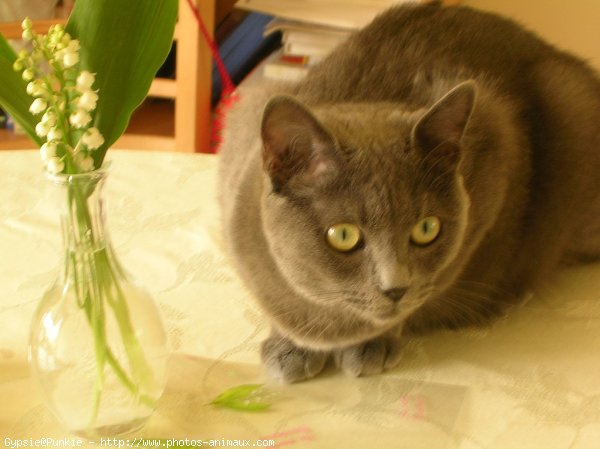 Photo de Chartreux