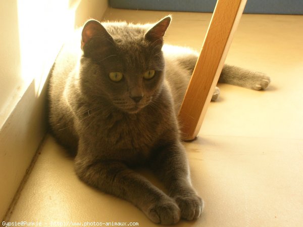 Photo de Chartreux