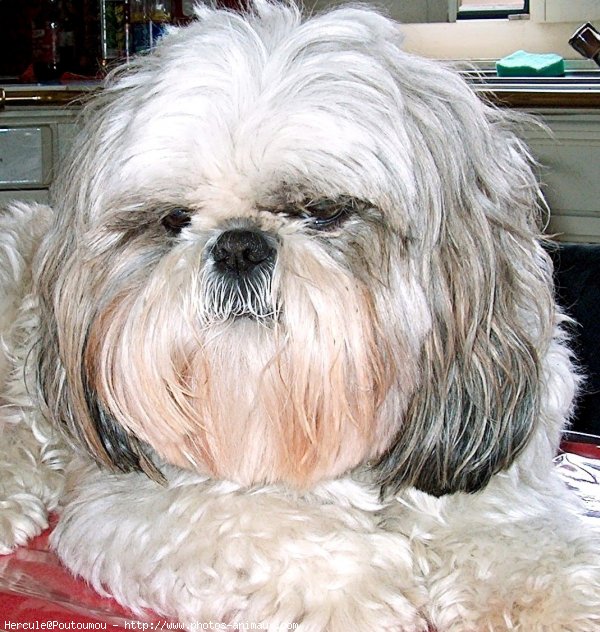 Photo de Shih tzu