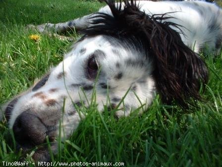 Photo de Setter anglais