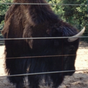 Photo de Bison