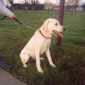 Photo de Labrador retriever