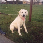 Photo de Labrador retriever