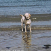 Photo de Labrador retriever