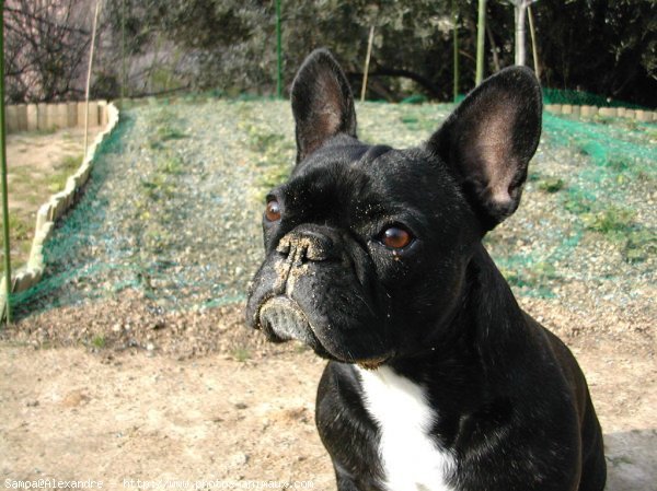 Photo de Bouledogue franais