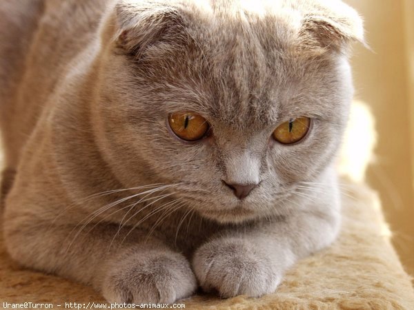 Photo de Scottish fold