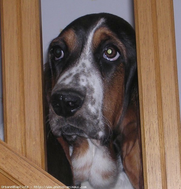 Photo de Basset hound