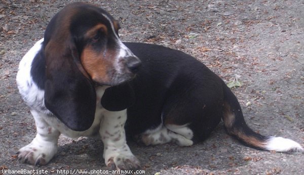 Photo de Basset hound