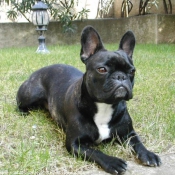 Photo de Bouledogue franais