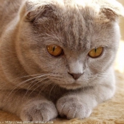 Photo de Scottish fold