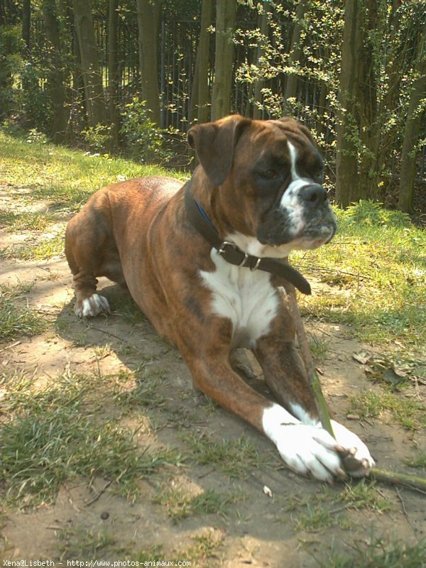 Photo de Boxer