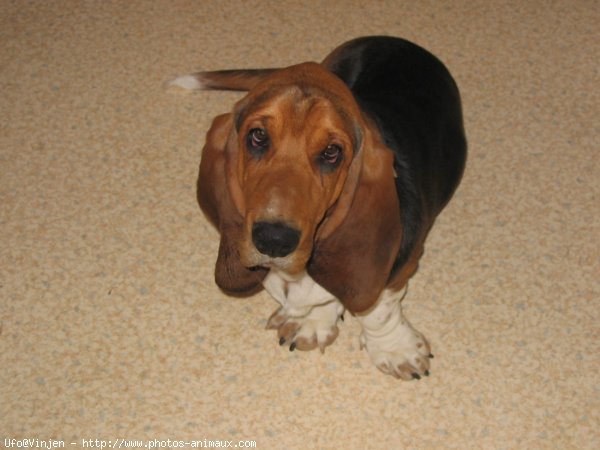 Photo de Basset hound