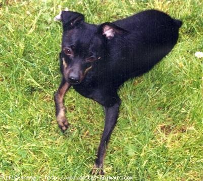 Photo de Pinscher nain