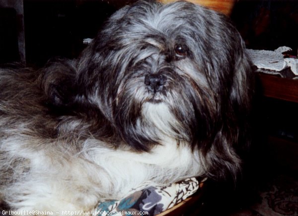 Photo de Lhassa apso