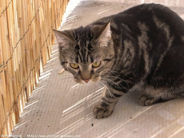 Photo de Croisement