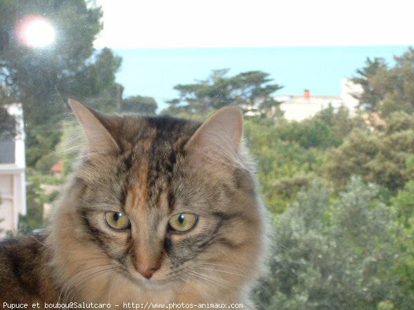 Photo de Croisement