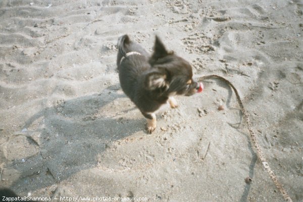 Photo de Chihuahua  poil court