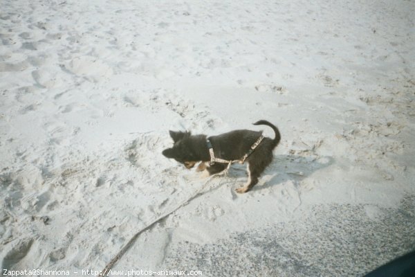 Photo de Chihuahua  poil court