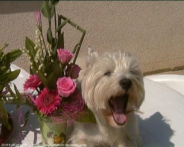 Photo de West highland white terrier