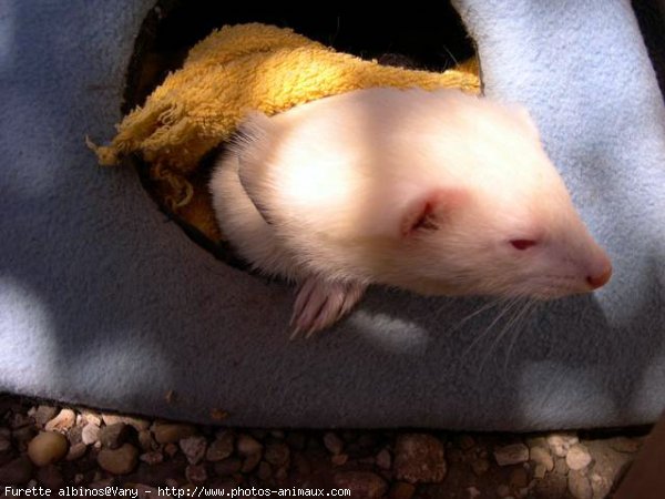 Photo de Furet