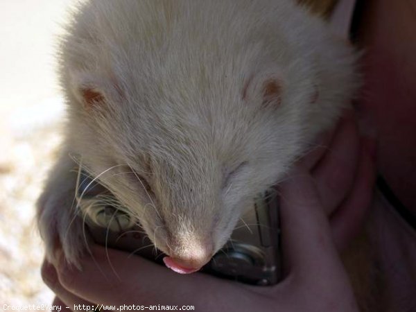 Photo de Furet