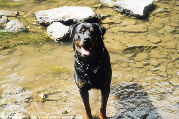 Photo de Rottweiler