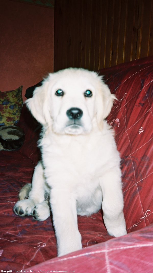 Photo de Golden retriever