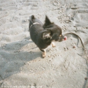 Photo de Chihuahua  poil court