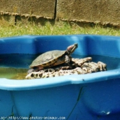 Photo de Tortue