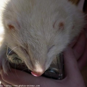 Photo de Furet