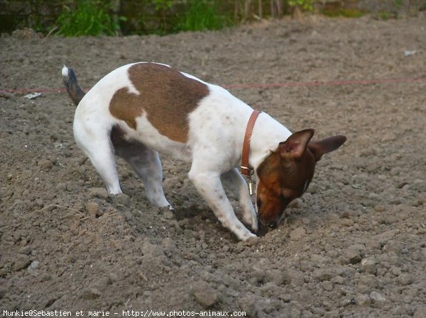 Photo de Jack russell terrier