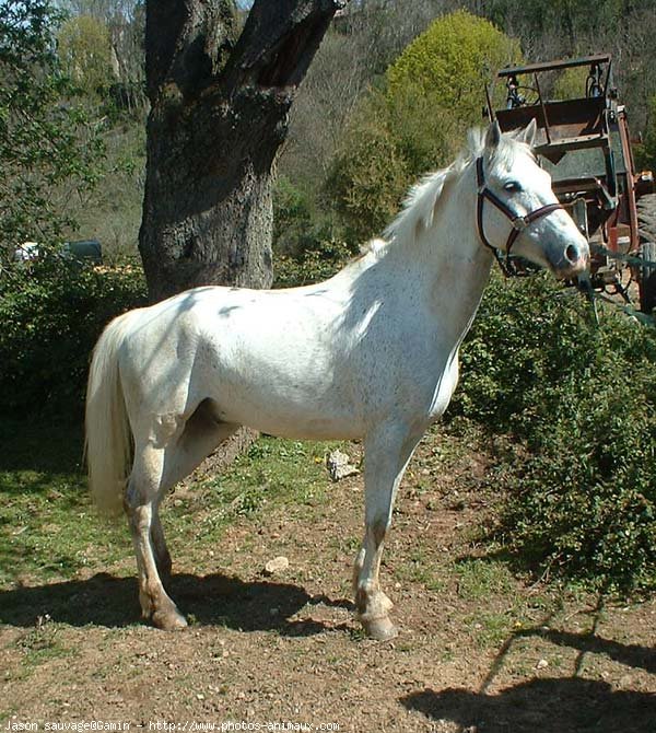 Photo de Poney franais de selle