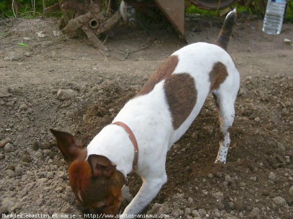 Photo de Jack russell terrier