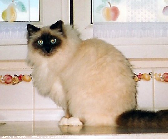 Photo de Sacr de birmanie