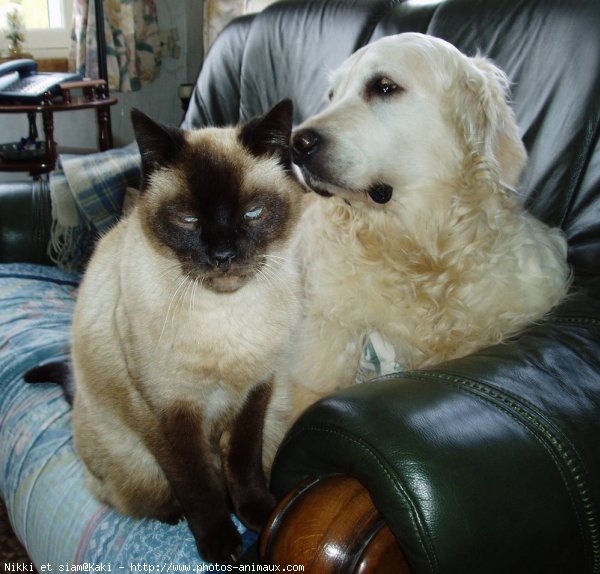 Photo de Golden retriever