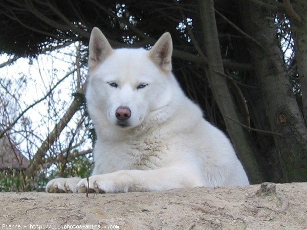 Photo de Husky siberien