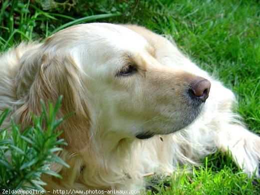 Photo de Golden retriever