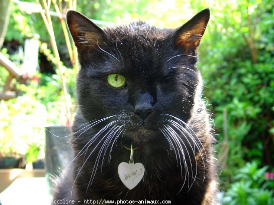 Photo de Chat domestique