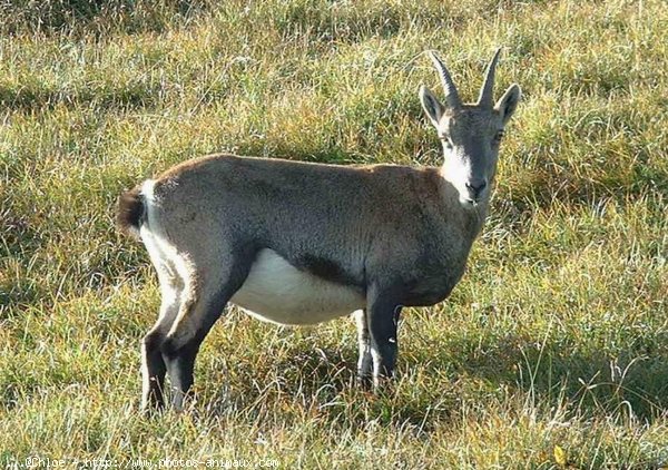 Photo de Chamois