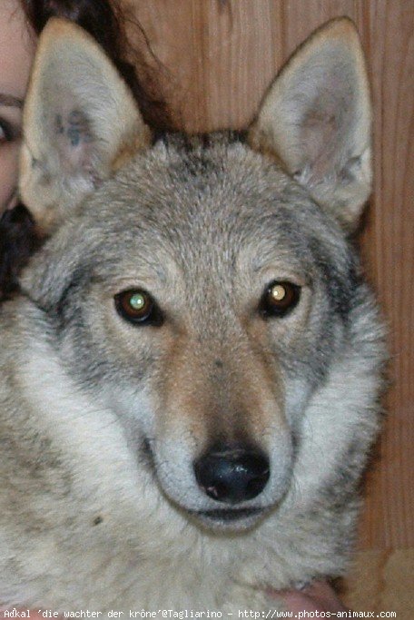 Photo de Chien loup tchcoslovaque