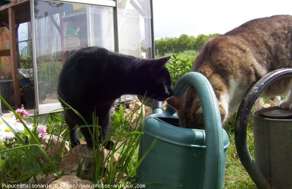 Photo de Chat domestique