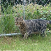 Photo de Chat domestique