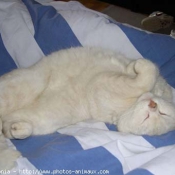 Photo de British shorthair