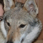 Photo de Chien loup tchcoslovaque