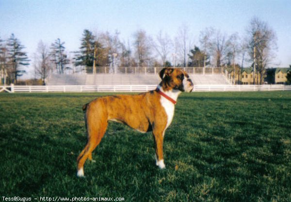 Photo de Boxer