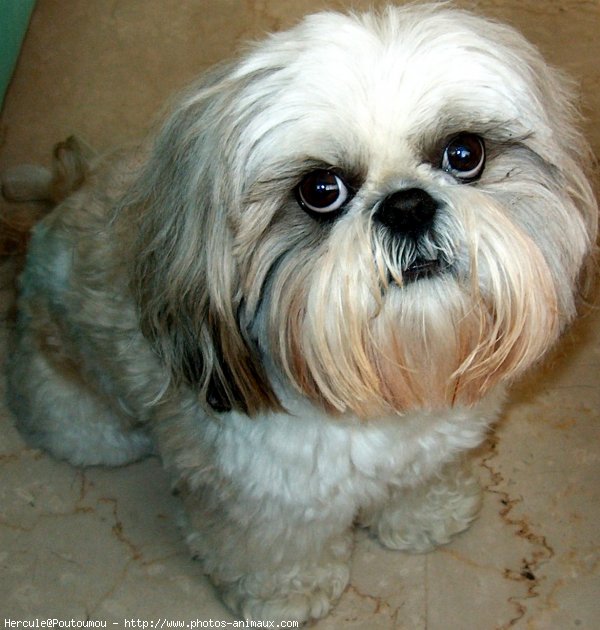 Photo de Shih tzu