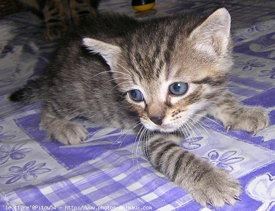 Photo de Chat domestique